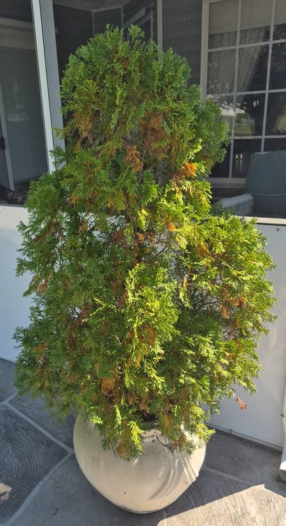 Outdoor Potted Evergreen in Large Ceramic Planter
