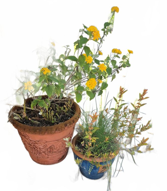 Outdoor Potted Plants with Pots