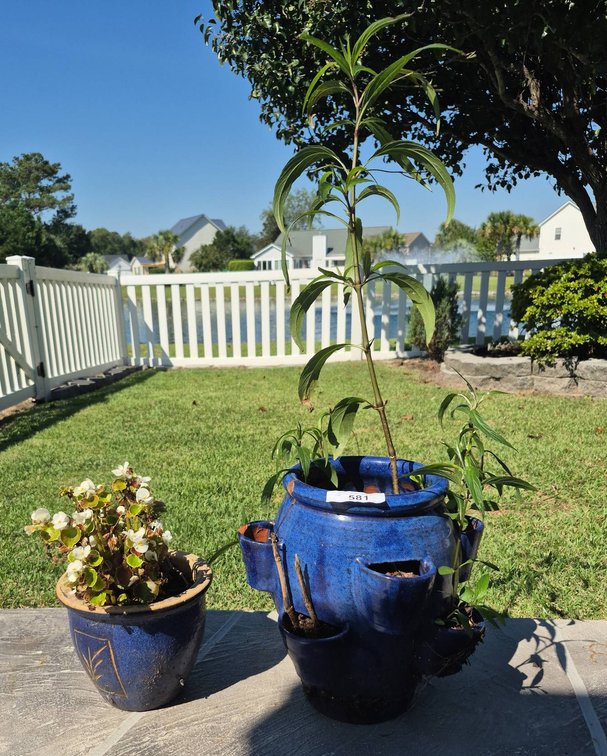 Two Ceramic Planters with Live Plants
