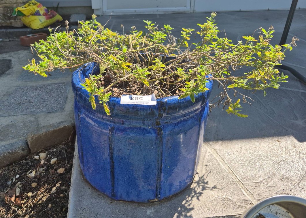 Blue Ceramic Planter with Plant 12x10