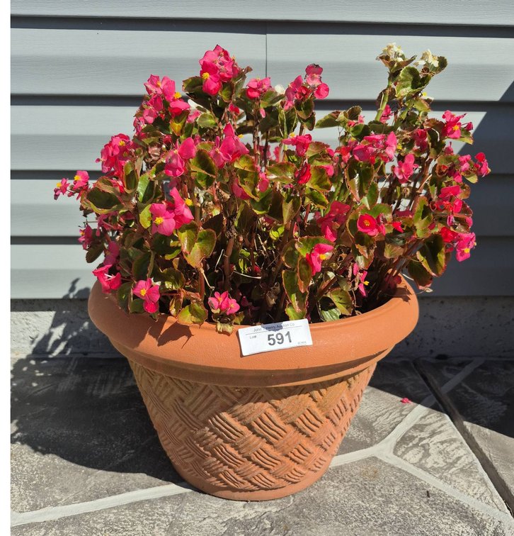 Plastic Planter With Pink Flowering Plant