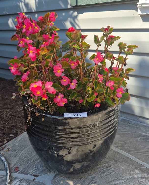 Black Ceramic Pot with Pink Begonia Plant