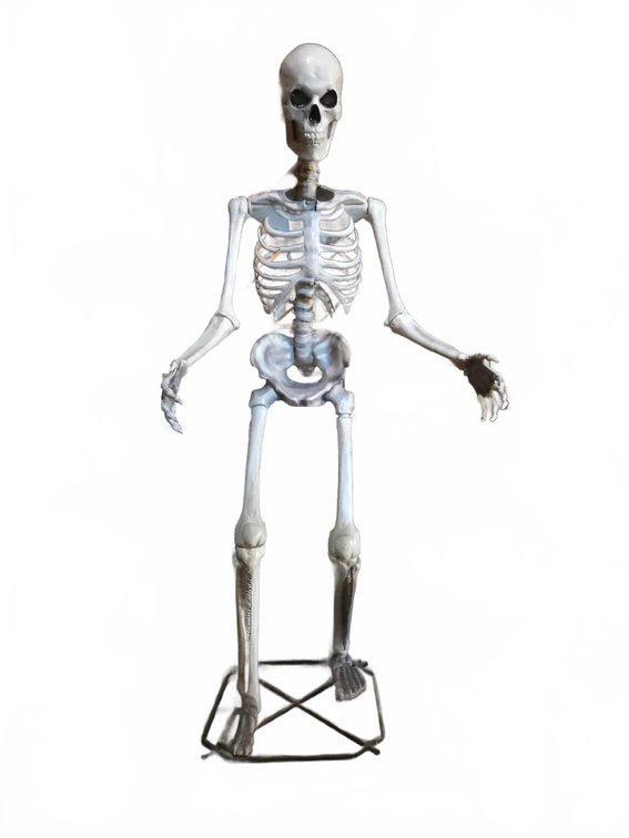 15-11' Tall Poseable Skeleton Display Figure - Little Spider Creations Pickup