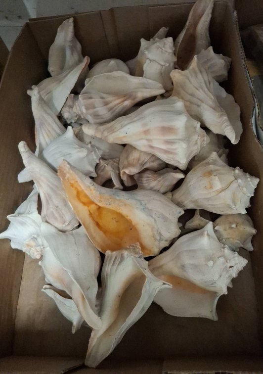 Large White Conch Sea Shells