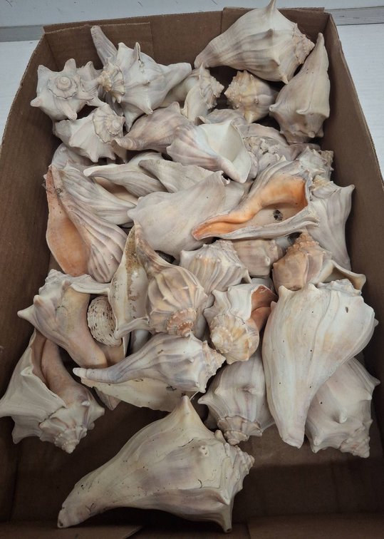 Large Assortment of Conch Sea Shells