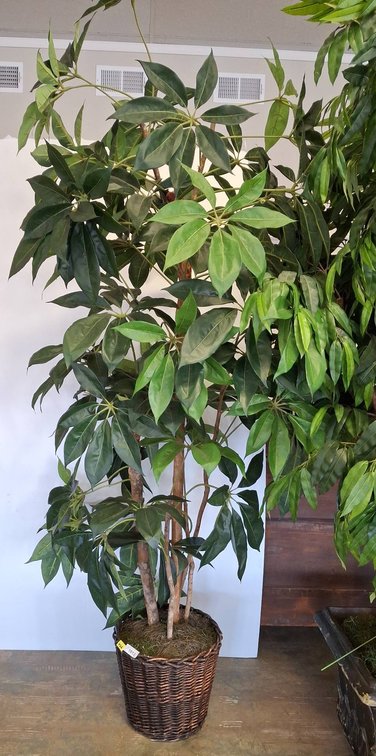 Large 98" Tall Artificial Tree in Wicker Basket