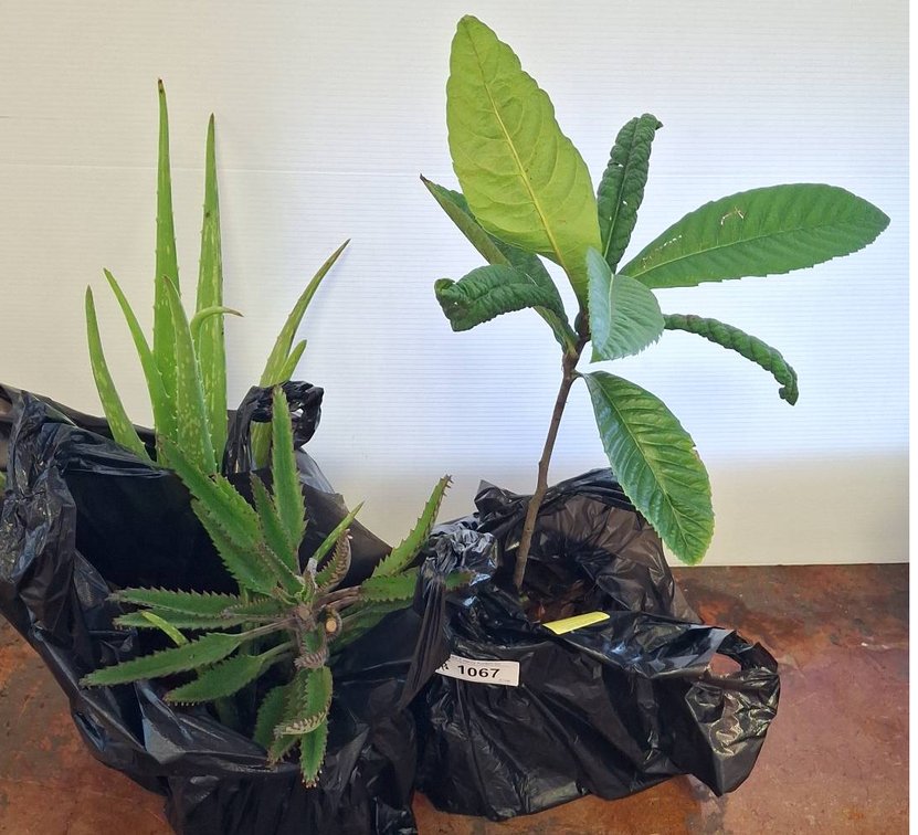Live Aloe, Kalanchoe, and Loquat Plants Lot