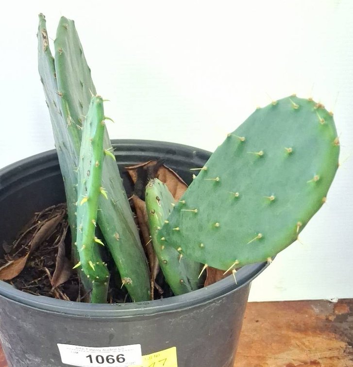 Live Cactus Plant in Pot, 16 Inches Tall