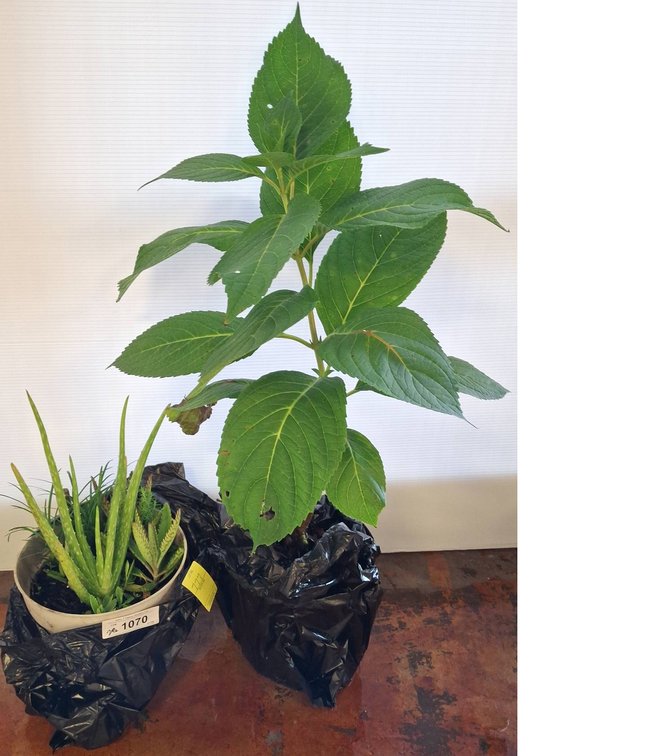 Live Hydrangea Plant And Aloe In Pots