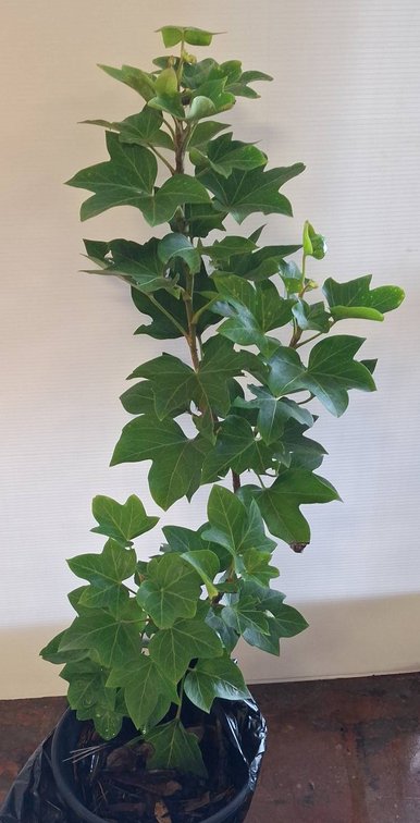 Live Potted Plant with Green Leaves