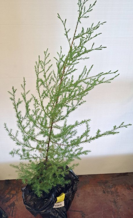 Live Potted Evergreen Tree Sapling