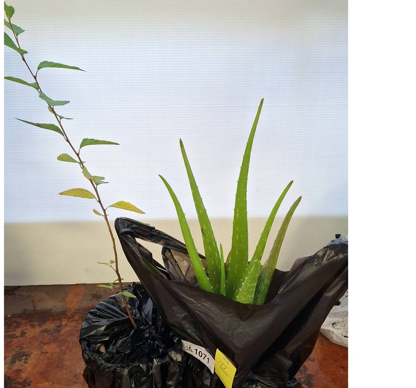 Live River Birch and Aloe Vera Plants