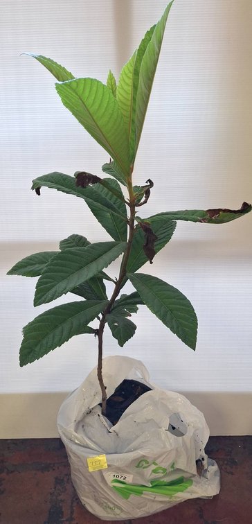 Live Potted Loquat Tree Plant