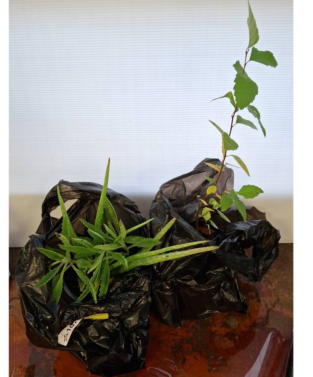 Live Aloe and Sapling Plants, Two Varieties