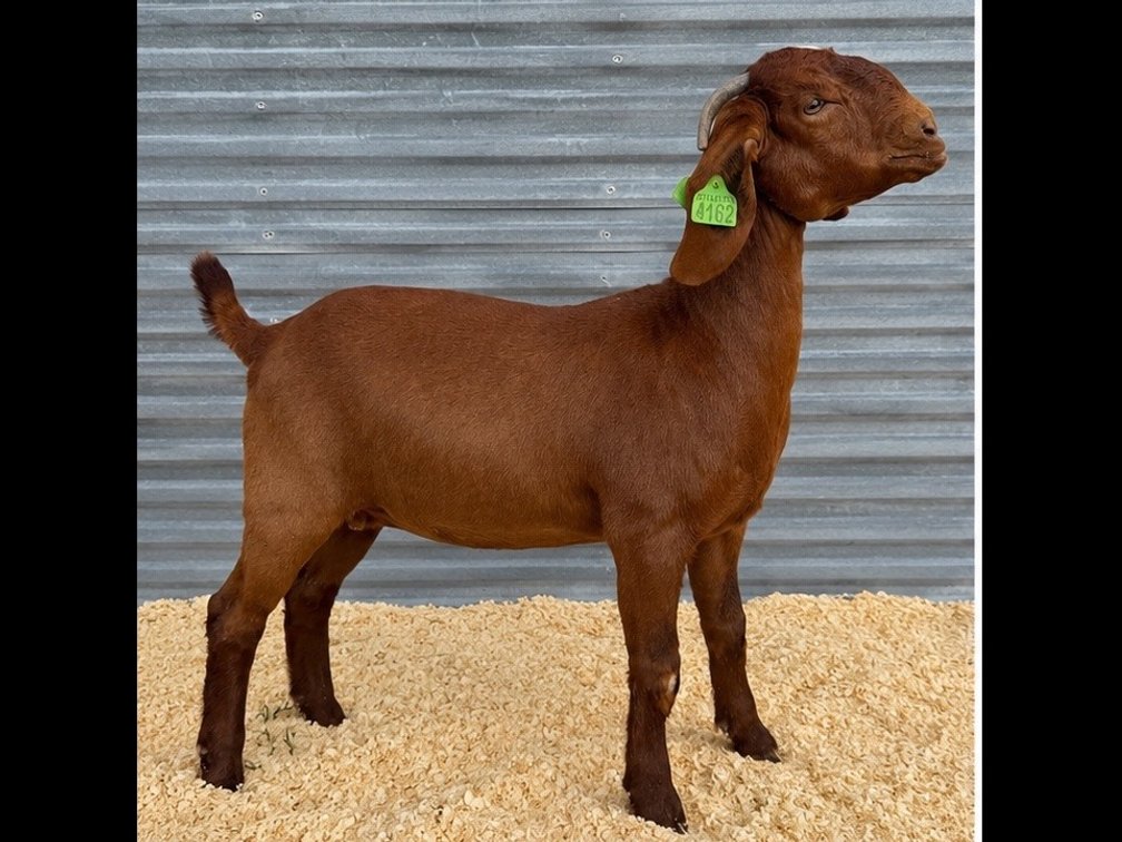 Image for Young Doe showcase sale