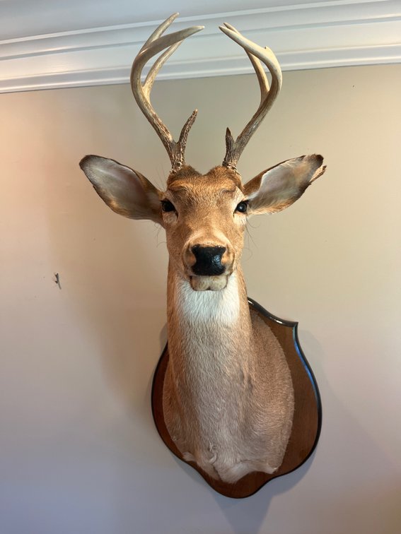 7 Point Taxidermy Mount