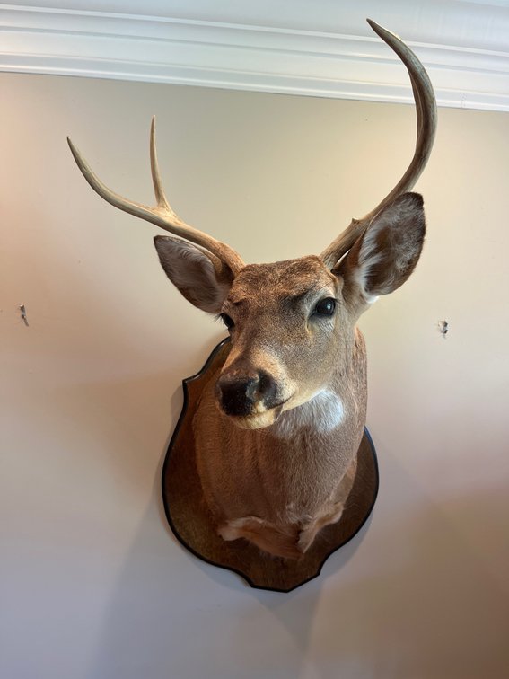 4 Point Taxidermy Mount