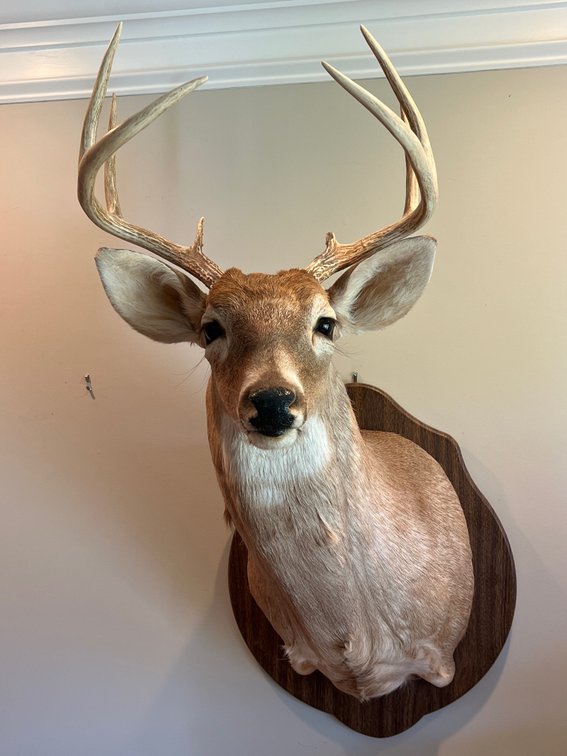 8 Point Taxidermy Mount