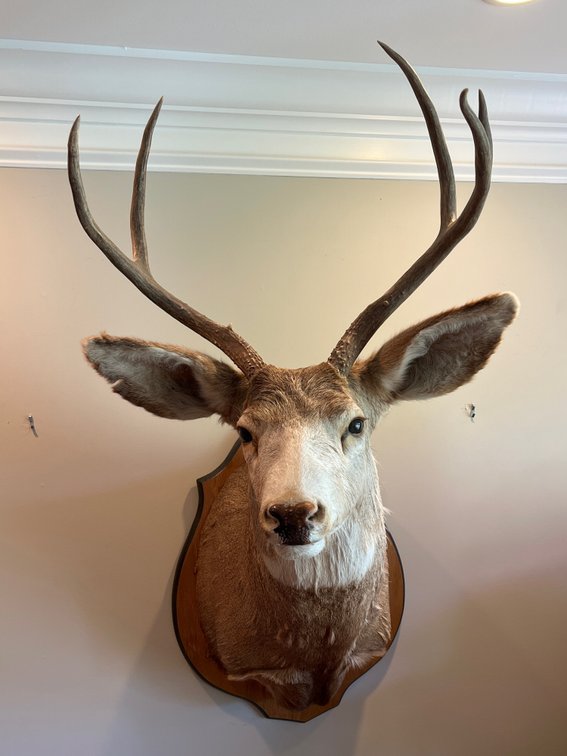 5 Point Taxidermy Mount