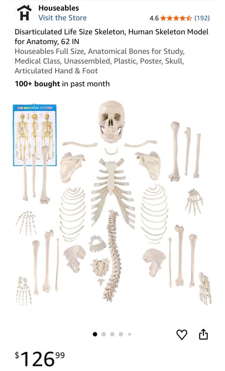 Disarticulated Life-Size Human Skeleton Model - Est. Retail $126.99