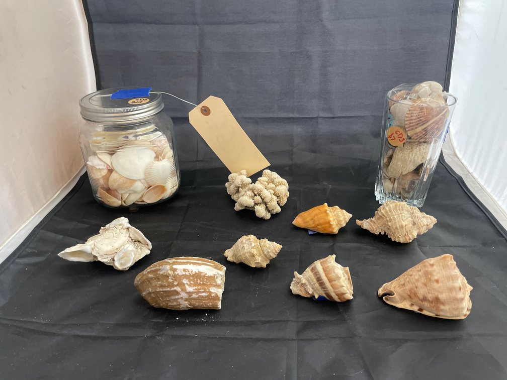 Sea Shells - Coral