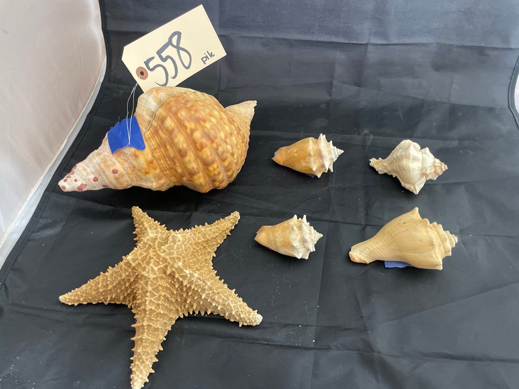 Conch Shells & Star Fish
