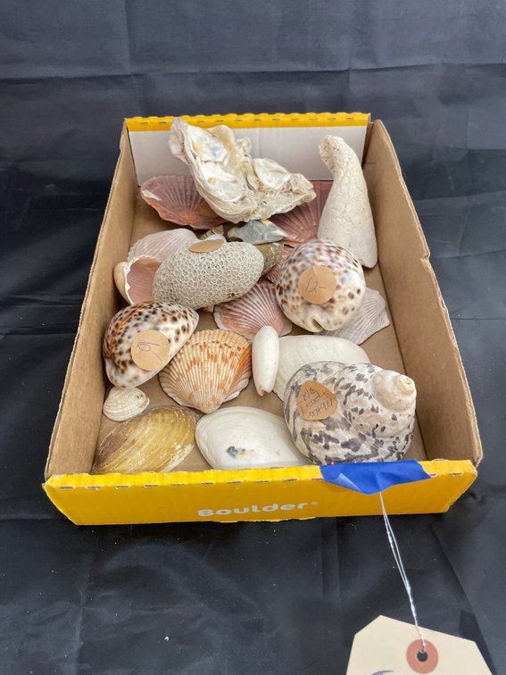 Sea Shells