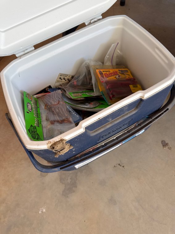 Coleman cooler full of bait
