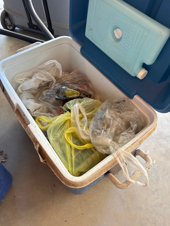 Cooler of bait