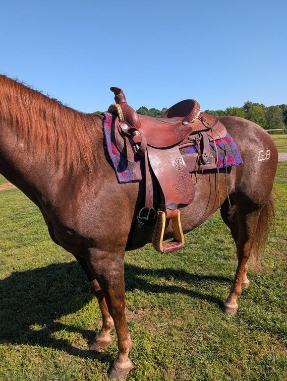 Used 17in Dakota Roping Saddle