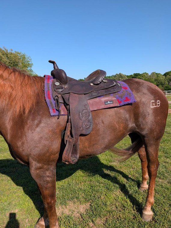Used 15in Circle Y Park & Trail Saddle