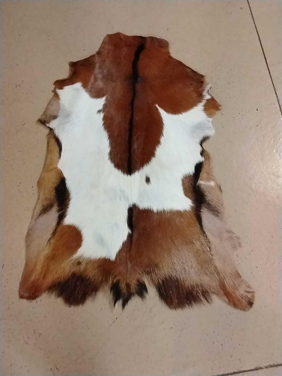 Genuine Goat Hide Tri-color - "Tailer"