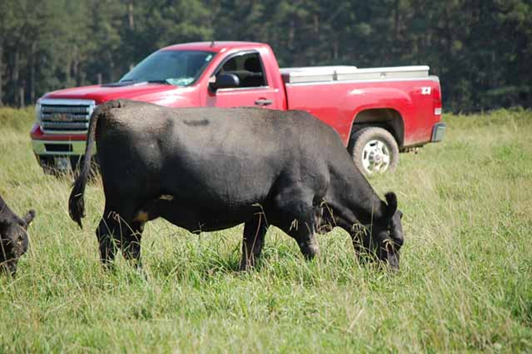 Image for CATTLE AUCTION