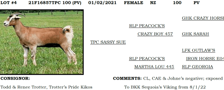 Image for 2022 IKGA KikoFest Sale