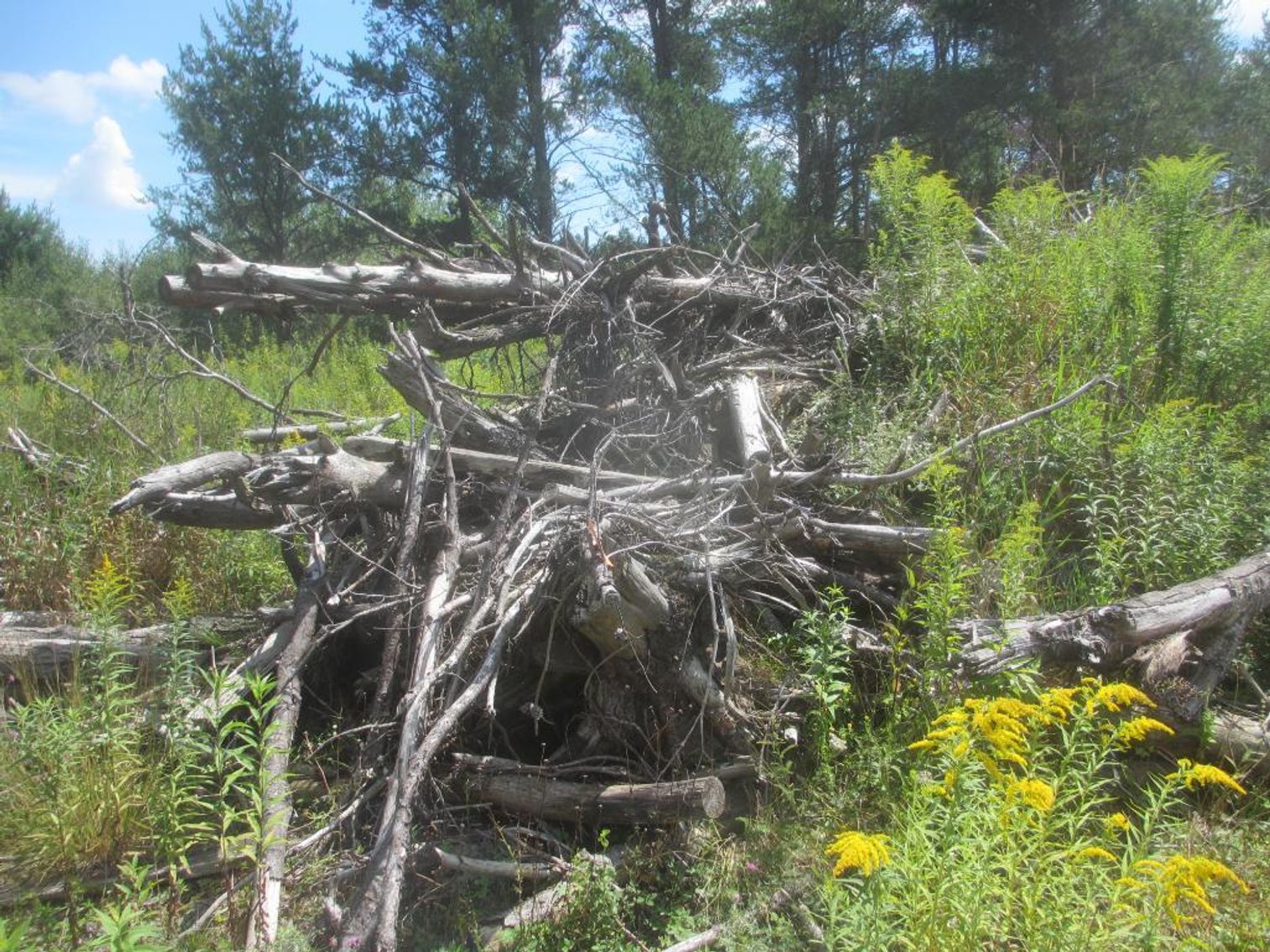 Large Lot of Wood
