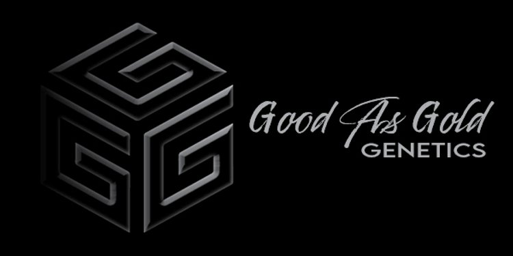 Image for Good As Gold Genetics - Fall Sale #3