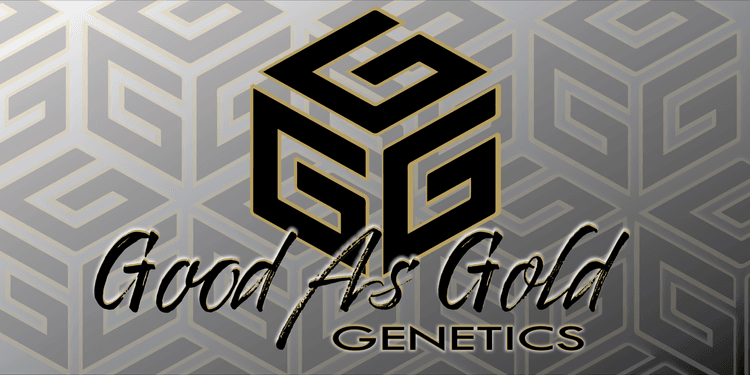 Image for Good As Gold Genetics - Farm Sale #4