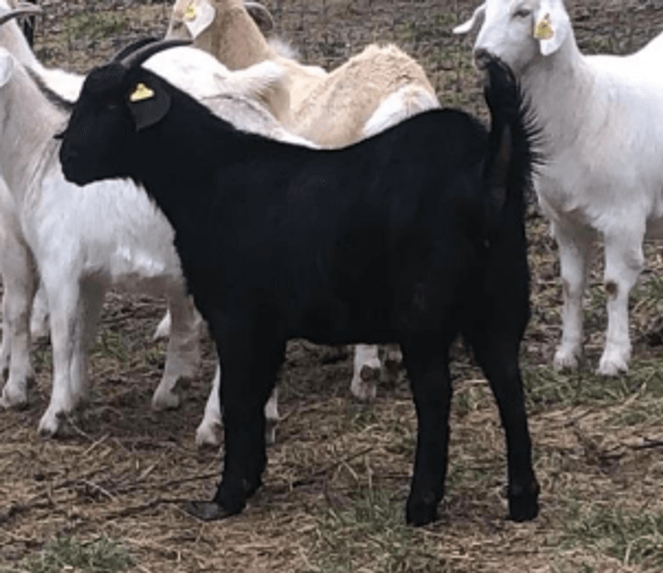 Image for 2023 Green Country Kiko Invitational Sale