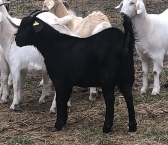 Image for 2023 Green Country Kiko Invitational Sale