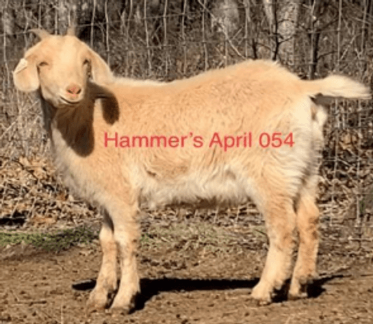 Image for 2023 Green Country Kiko Invitational Sale