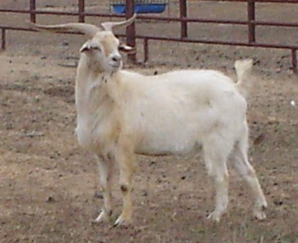 Image for Good As Gold Kikos - Easter Frozen Genetics  Hunt