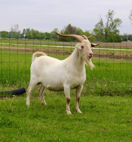 Image for Good As Gold Kikos - Easter Frozen Genetics  Hunt