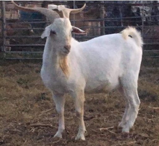 Image for Good As Gold Kikos - Easter Frozen Genetics  Hunt