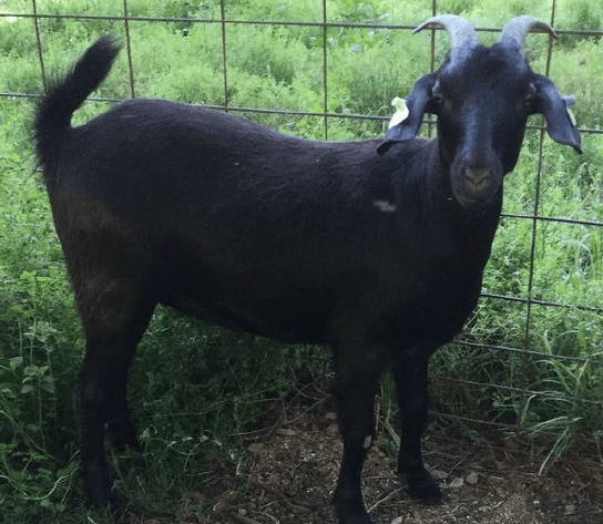 Image for 2023 SEKGA - Spring Sale