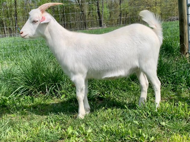 Image for 2023 Mountain Premier Invitational Kiko Sale