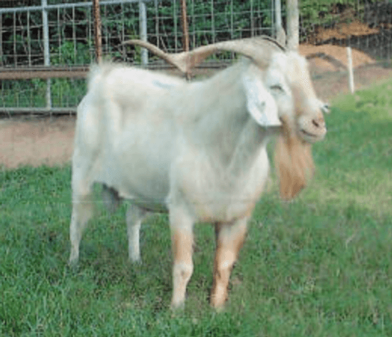 Image for Rolling Meadows Goat- FPO Sale
