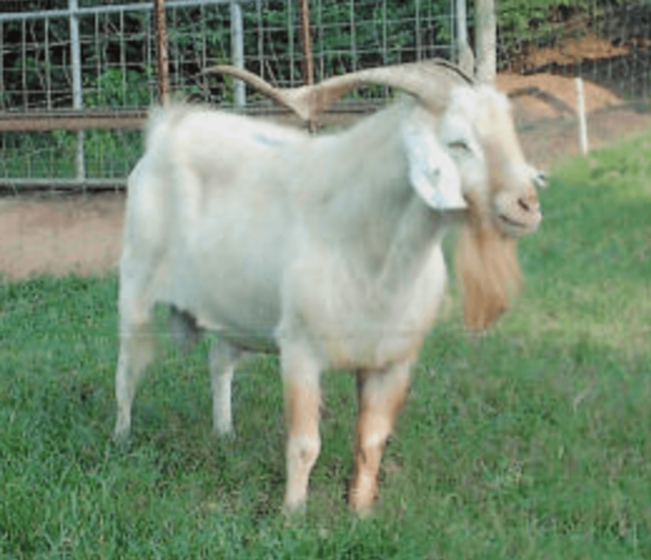 Image for Rolling Meadows Goat- FPO Sale
