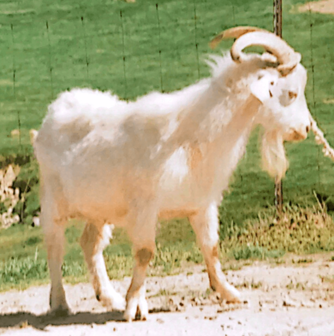 Image for Rolling Meadows Goat- FPO Sale
