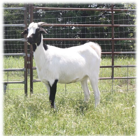 Image for 2023 Heartland Kiko Production Sale