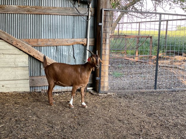 Image for 2023 Heartland Kiko Production Sale